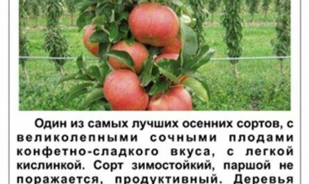 Яблоня «краса свердловска» - описание сорта, фото, отзывы
