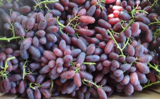 Описание сорта винограда "изюминка": выращивание, посадка и отзывы об уходе
