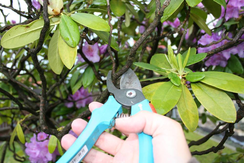 Обрезка рододендронов после цветения - дачно-огородные радости - медиаплатформа миртесен