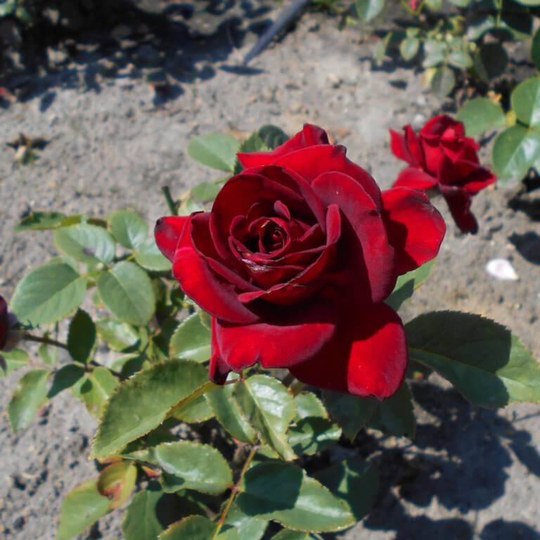 Бархатные розы - дачная жизнь