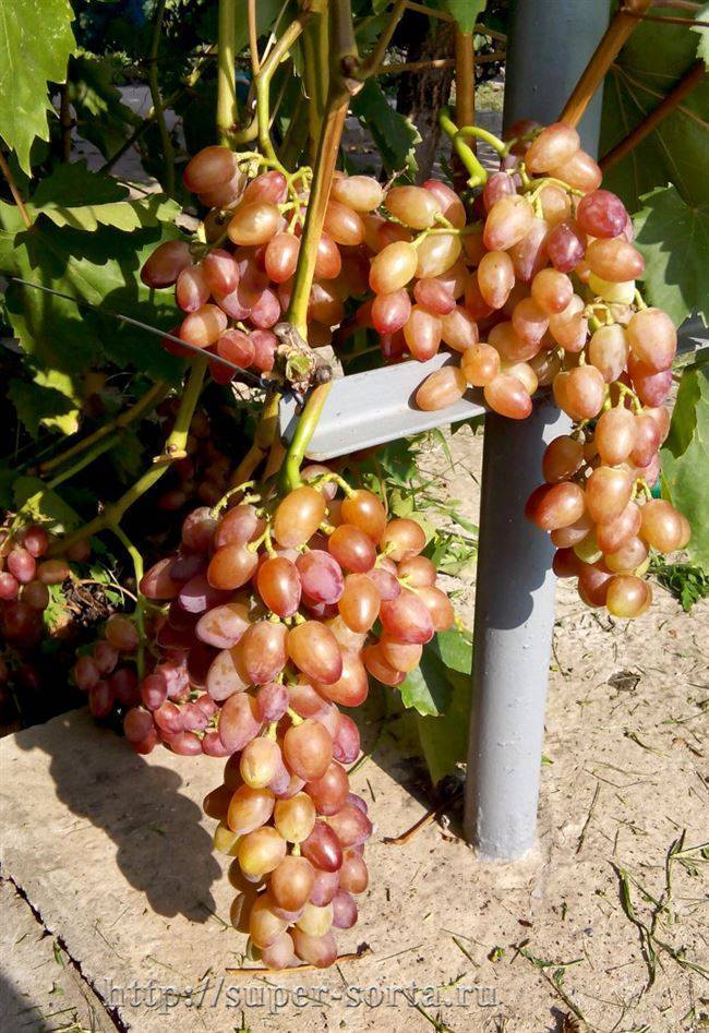 Фото и описание сорта винограда кишмиш лучистый