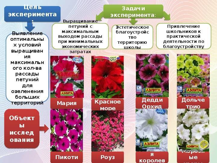 Семена цветов однолетников каталог фото и название