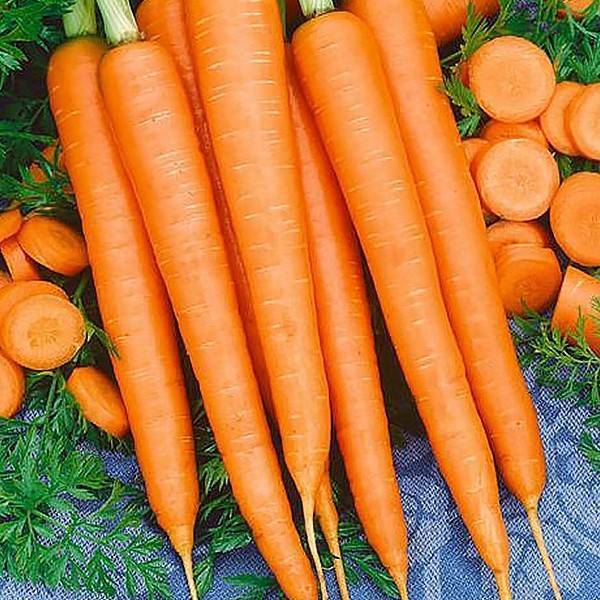 Морковь император: описание сорта, отзывы, фото, выращивание