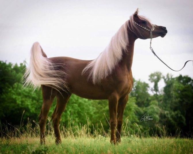 Арабская лошадь: описание породы, фото, содержание