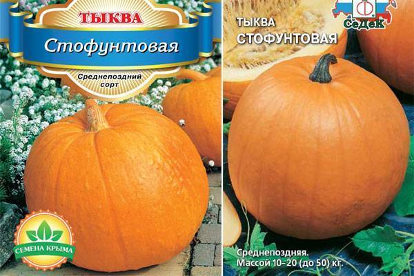 Тыква «россиянка»: описание сорта с фото, выращивание и уход, сроки созревания, когда можно снимать урожай
