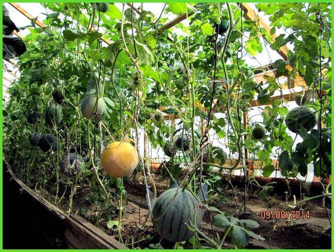 Выращивание арбузов в теплице: посадка, уход, особенности и советы