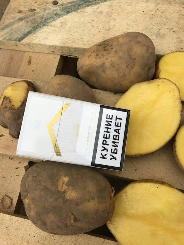 Фото картофеля бриз