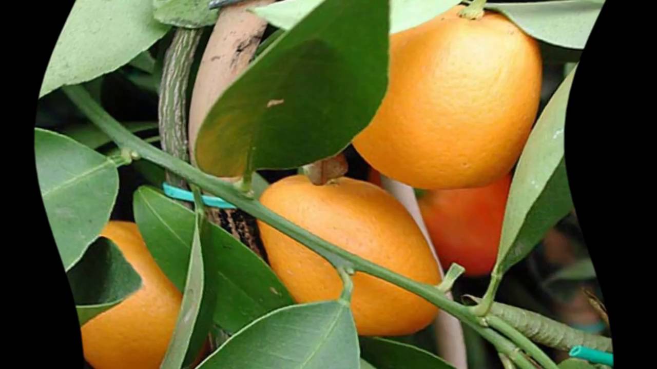 Вырастить грейпфрут из косточки в домашних условиях фото
