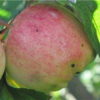 Раннеспелый сорт — яблоня «аркадик»