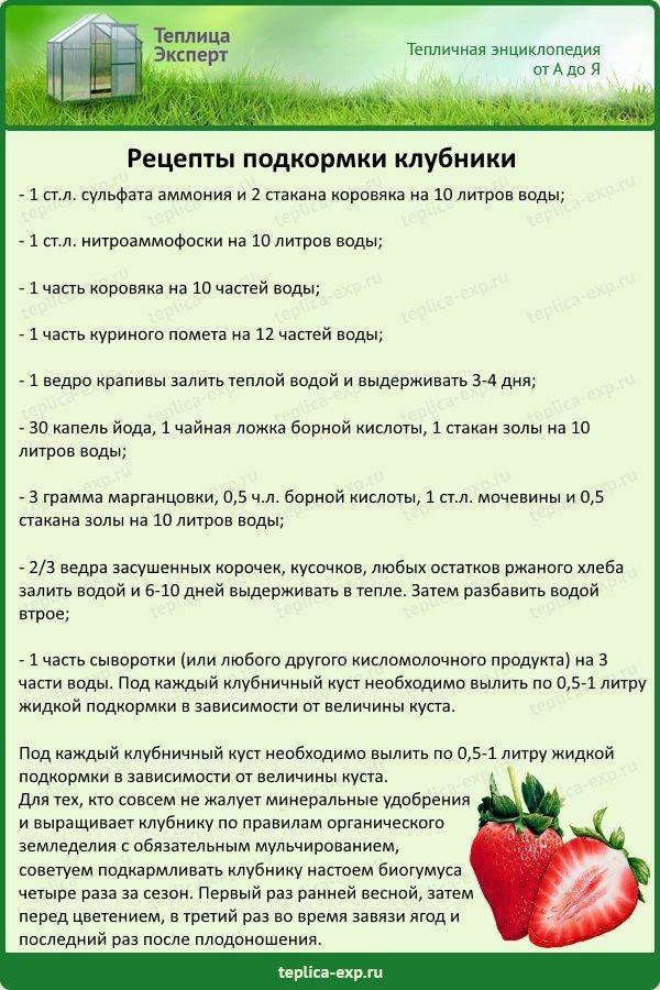 Схема подкормки клубники весной