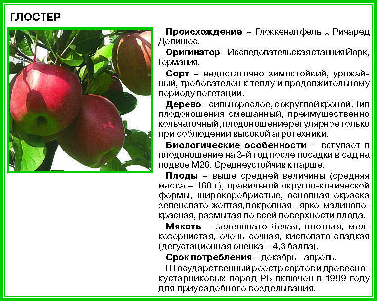 Характеристики и описание яблони сорта спартан, выращивание и уход