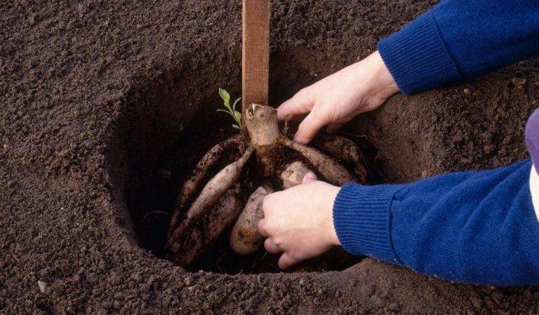 Как вырастить топинамбур: способы выращивания и полезные советы