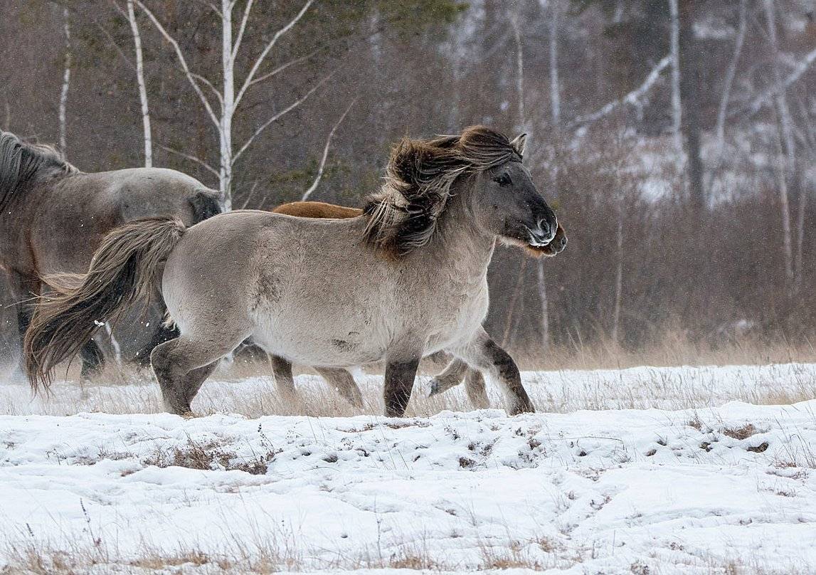 Якутская лошадь фото