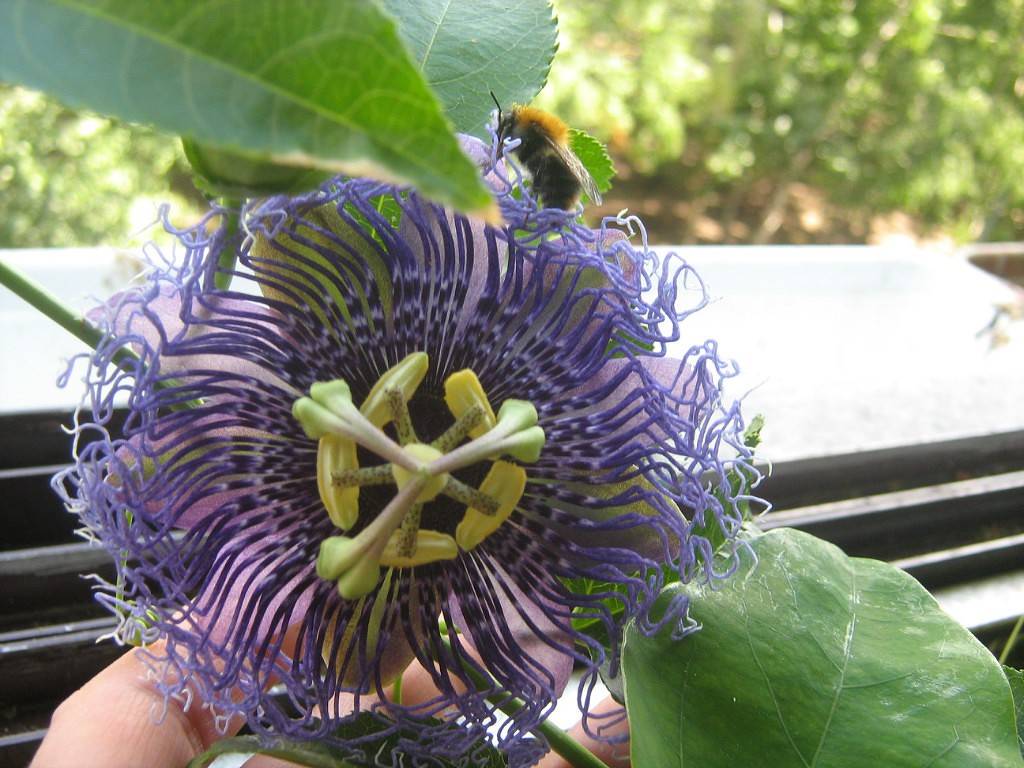 Домашний цветок пассифлора – выращивание, виды и размножение