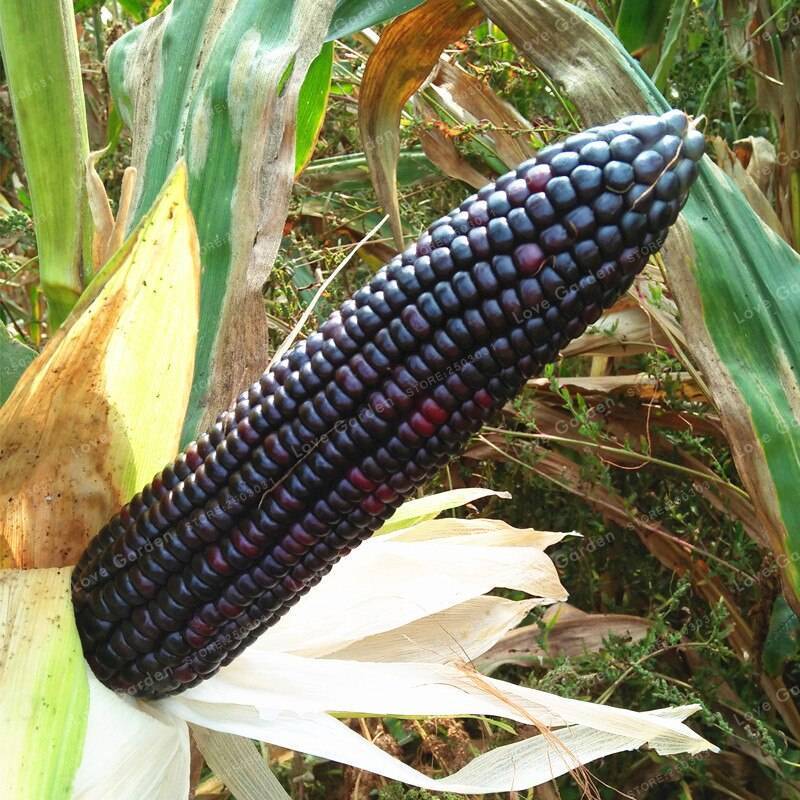 Цветная кукуруза: что это такое, кем и когда была выведена, какие существуют сорта этого радужного растения, а также где ее выращивают и как применяют?
