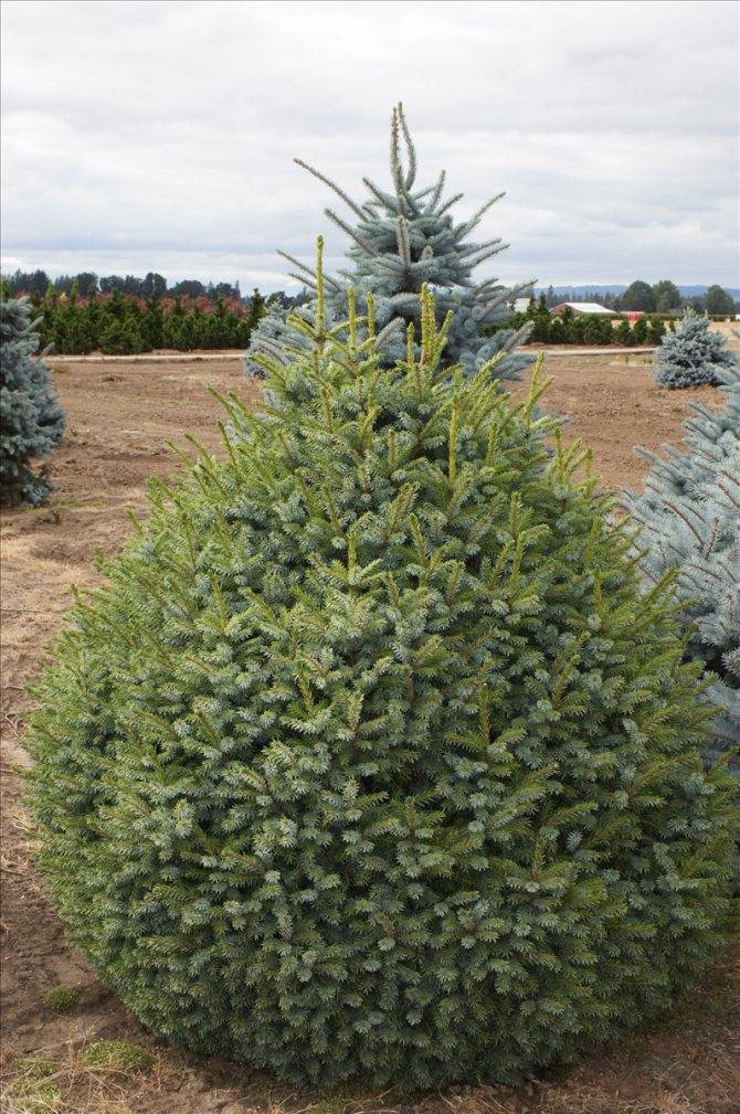 Ель сербская (picea omorica, или пича оморика): описание, применение в ландшафте, нюансы посадки и ухода, фото сортов нана, карел, ауреа и других