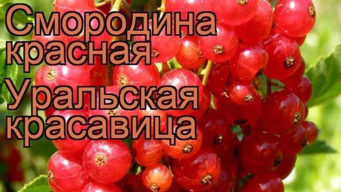 Красная смородина уральская красавица: описание сорта, фото, отзывы