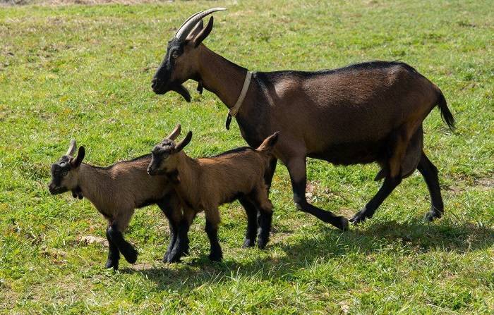 Чешская порода коз: фото и описание