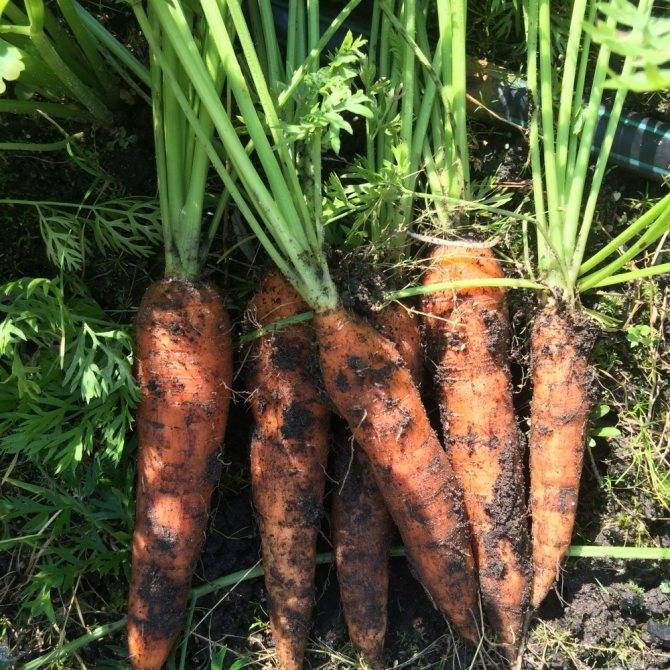 Несложная агротехника, но достойный урожай: морковь лосиноостровская 13