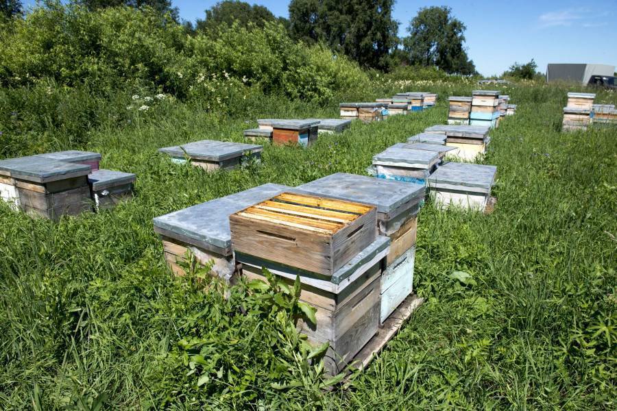 Новые технологии в пчеловодстве