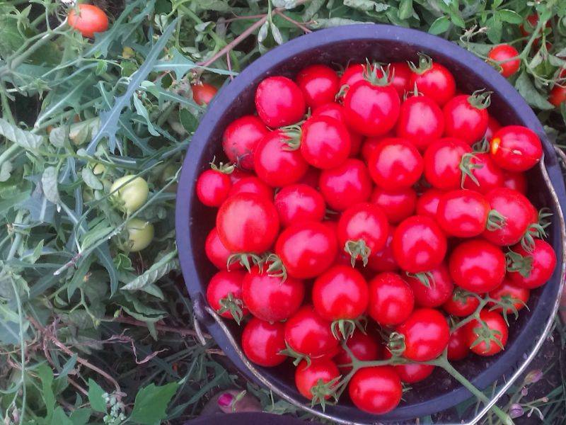 Пасынкование низкорослых томатов в открытом грунте