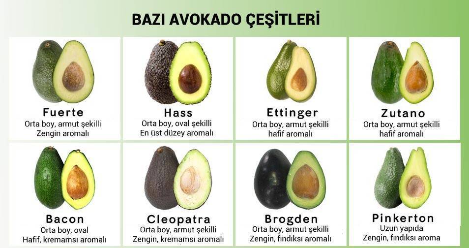 Разновидности авокадо с фото