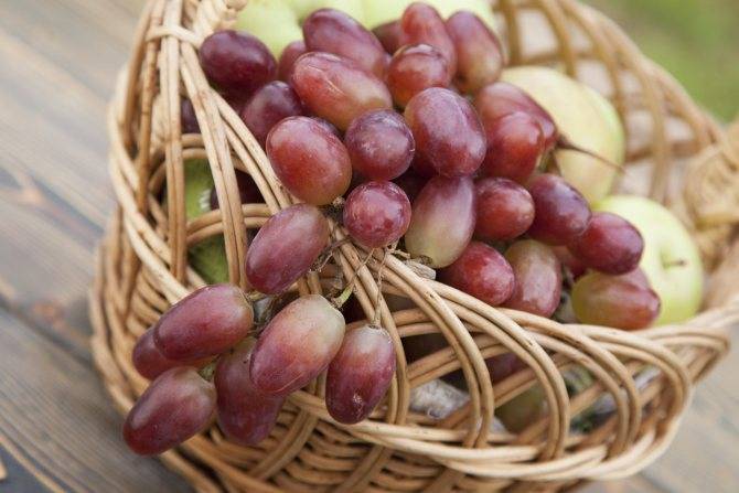 Описание винограда «ризамат»: внешний вид, особенности сорта, применение