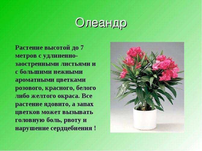 Алеандрум растение фото и описание