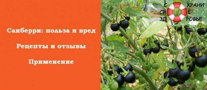 Ягоды санберри: полезные свойства и противопоказания, применение черники форте