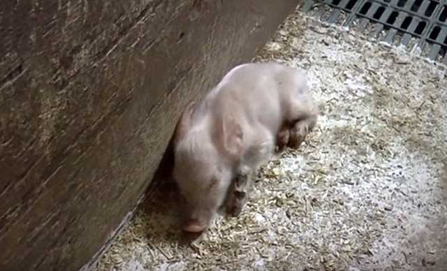 Племенное свиноводство | одна из причин низкой продуктивности свиноматок.