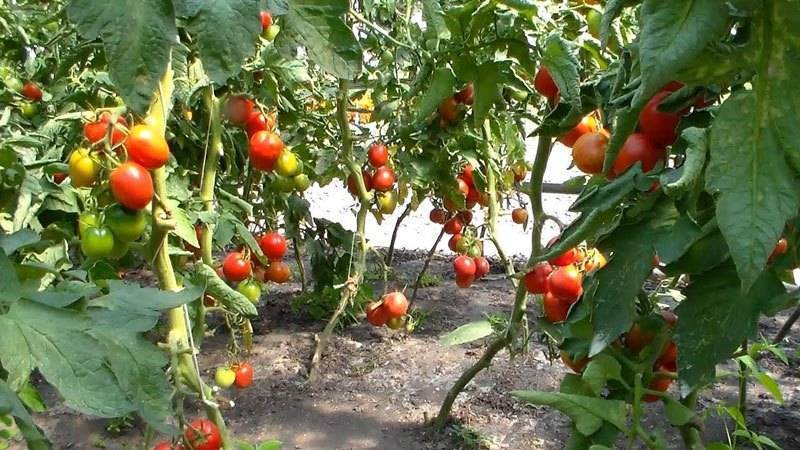 Описание сортов томатов устойчивых к фитофторе для подмосковья в открытом грунте и теплице