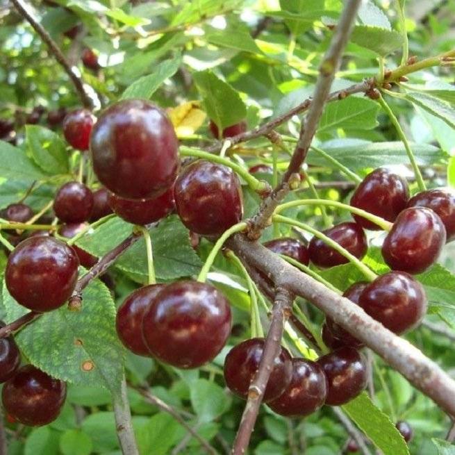 Сорт вишни малышка: описание, фото и отзывы садоводов, как выращивать, посадить и ухаживать за плодовым деревом