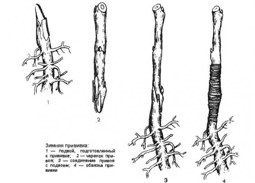 Размножение яблони прививкой