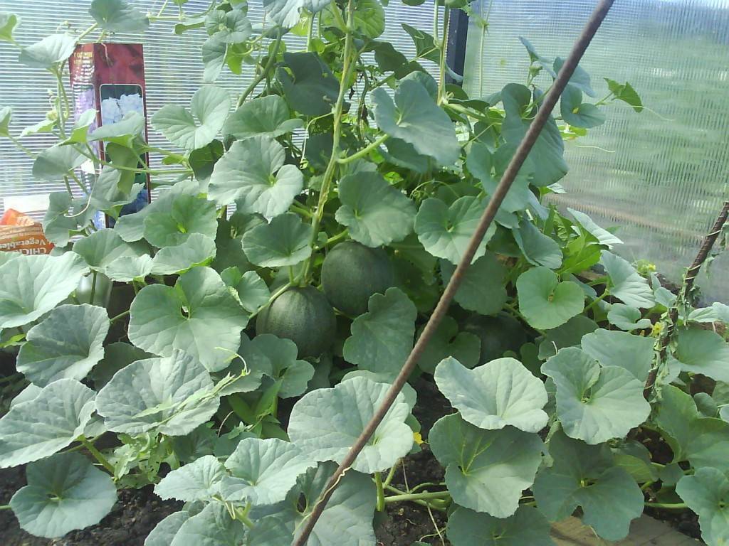 Выращивание арбузов в теплице - пошаговая инструкция, как выбрать сорт, как посадить и ухаживать, схемы и фото