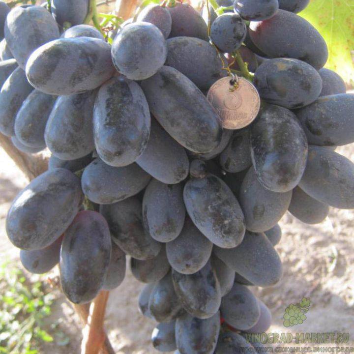 Виноград декабрьский: описание сорта