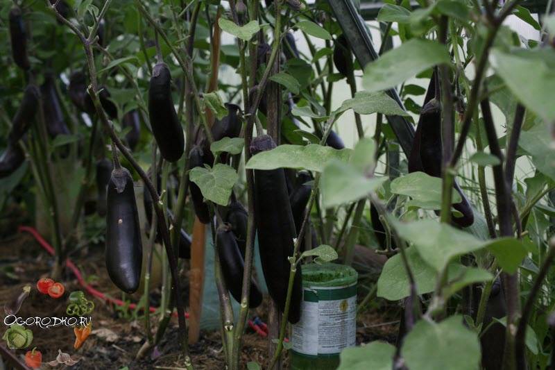 Как выращивать и ухаживать за баклажанами в теплице