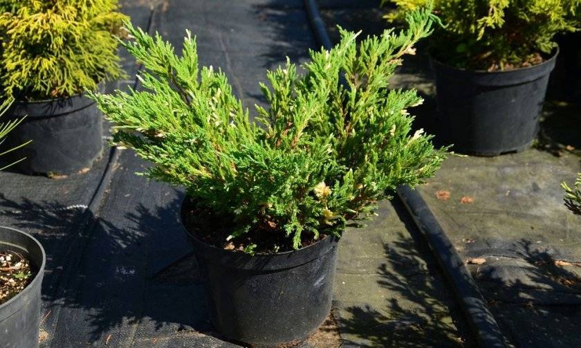 Можжевельник горизонтальный андорра вариегата (andorra variegata): описание и фото, использование в ландшафтном дизайне