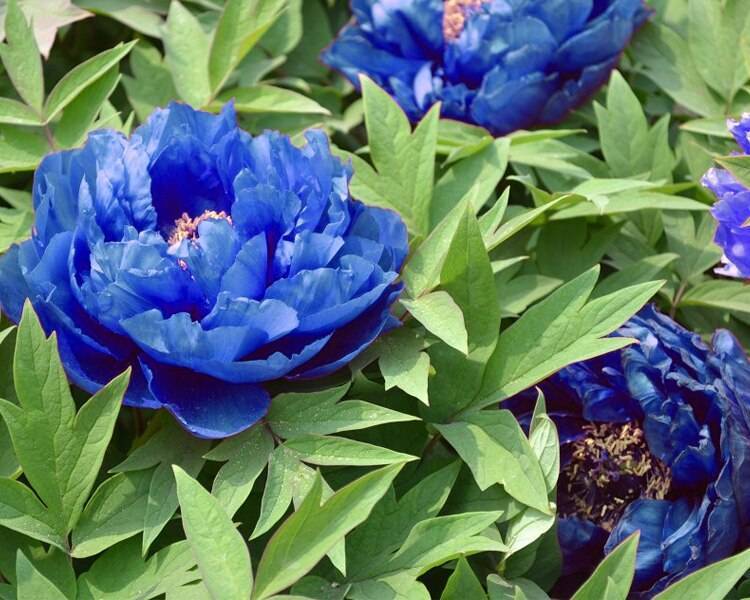 Голубые (синие) пионы: фото цветов с названием