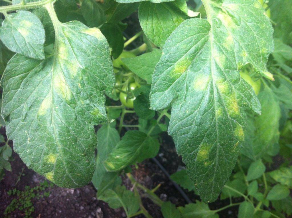Белеют листья у рассады помидор: что делать, почему побелели, как лечить