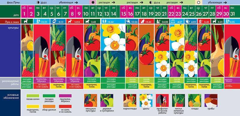 Лунный посевной календарь на ноябрь 2021 для садовода, огородника и цветовода