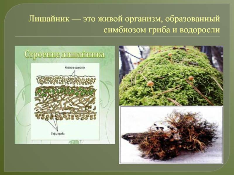 Лишайники – строение организма царства грибов, интересные факты