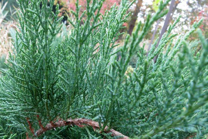 Можжевельник казацкий тамарисцифолия (tamariscifolia): описание и фото, использование в ландшафтном дизайне сада, посадка и уход