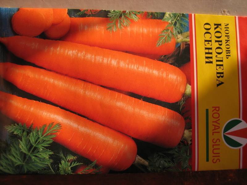 Топ-20 лучших сортов моркови для открытого грунта: самые сочные, сладкие и урожайные