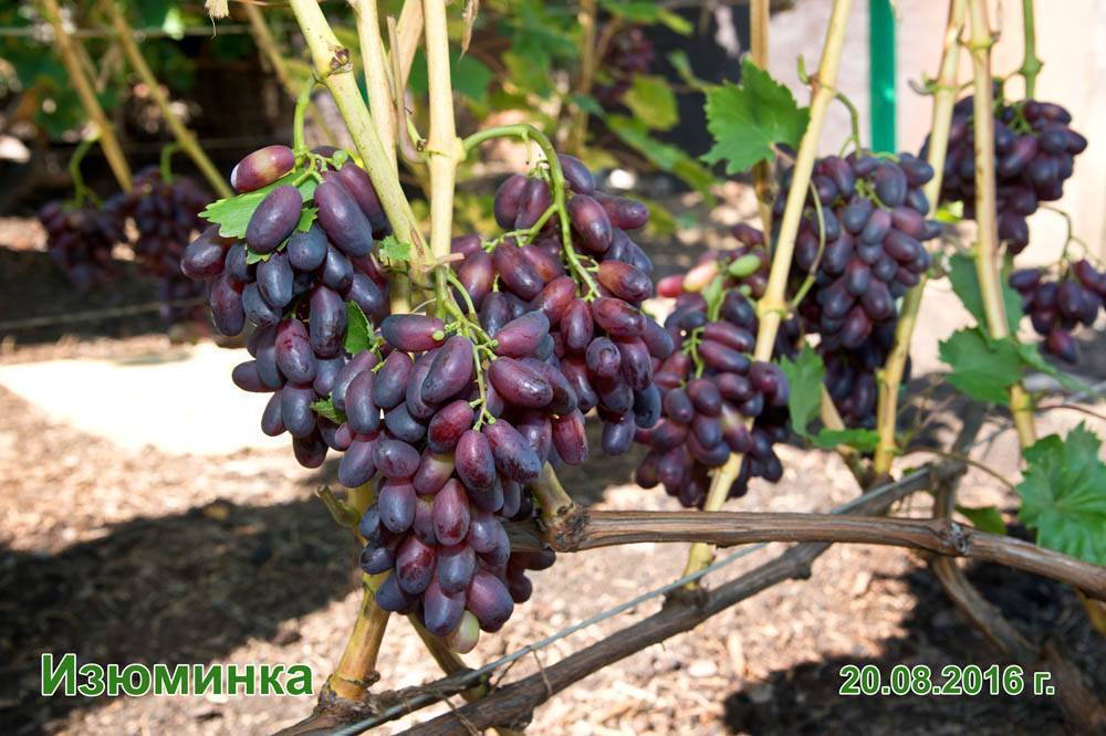 Виноград изюминка описание и фото