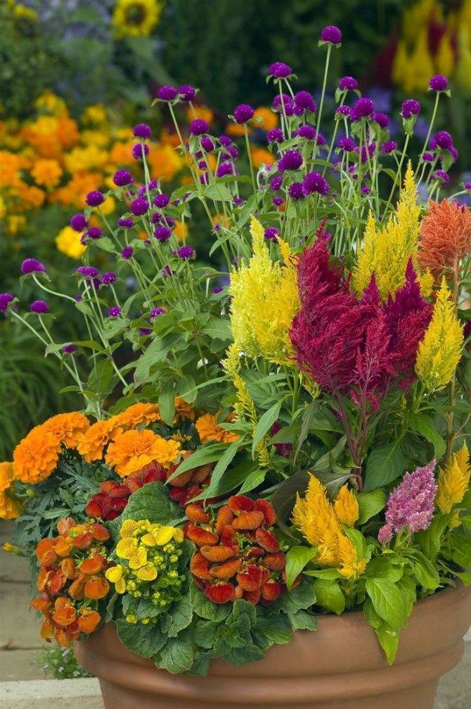Однолетние цветы для дачи, цветущие все лето: названия и описания популярных видов