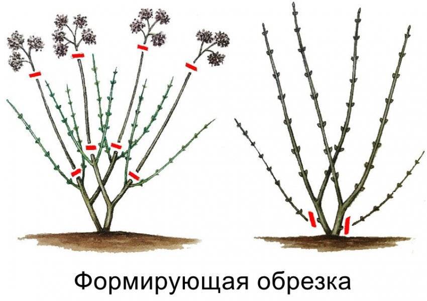 Формирование куста сирени