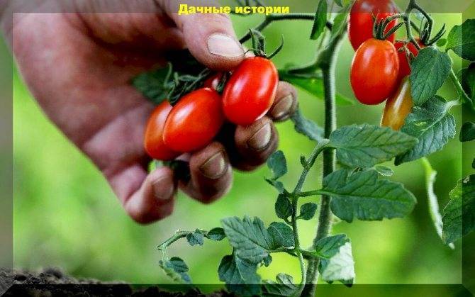 Как правильно формировать томаты