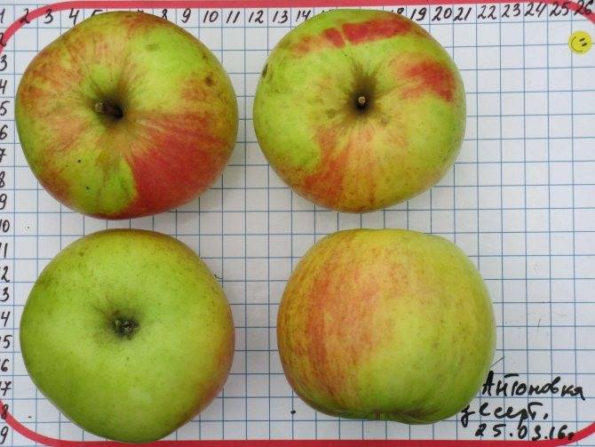 Описание сорта яблони антоновка десертная: фото яблок, важные характеристики, урожайность с дерева