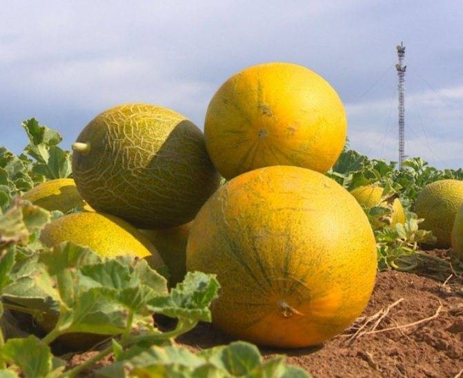 Сорта дынь: фото и названия
