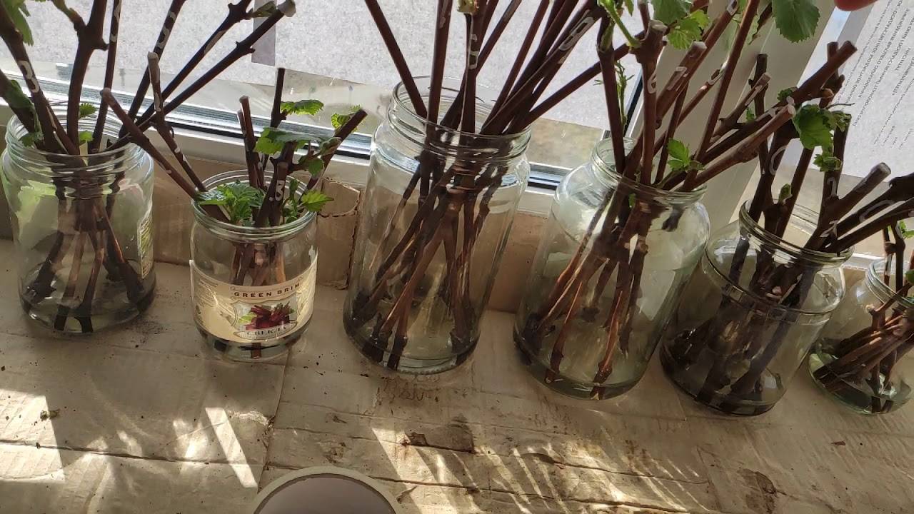 Посадка винограда черенками весной в грунт без корней, в школку и после проращивания